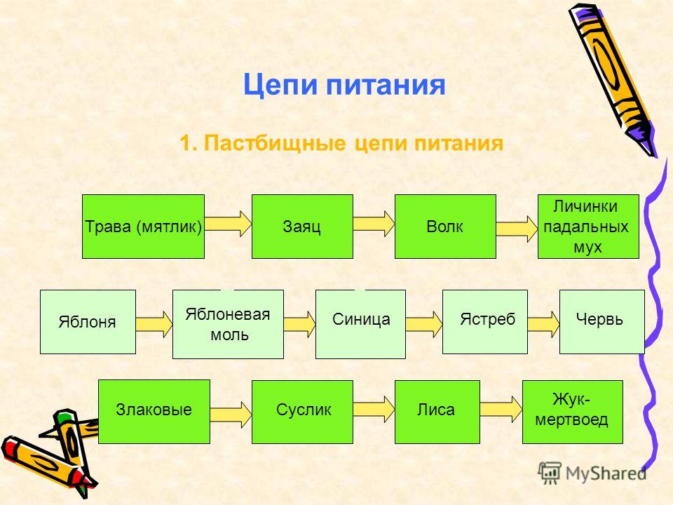 примеры питания для похудения на неделю примеры питания для похудения на неделю