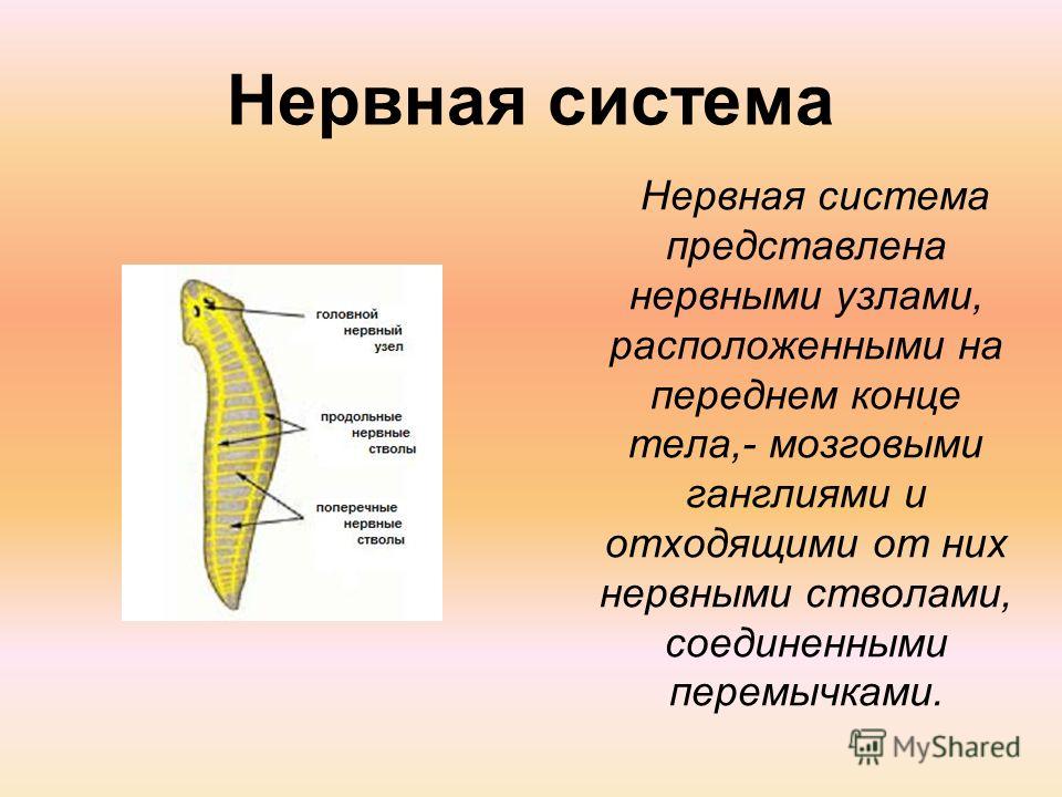 черви у человека на голове черви у человека на голове