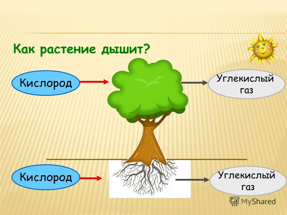Как питается цветок Как питается цветок