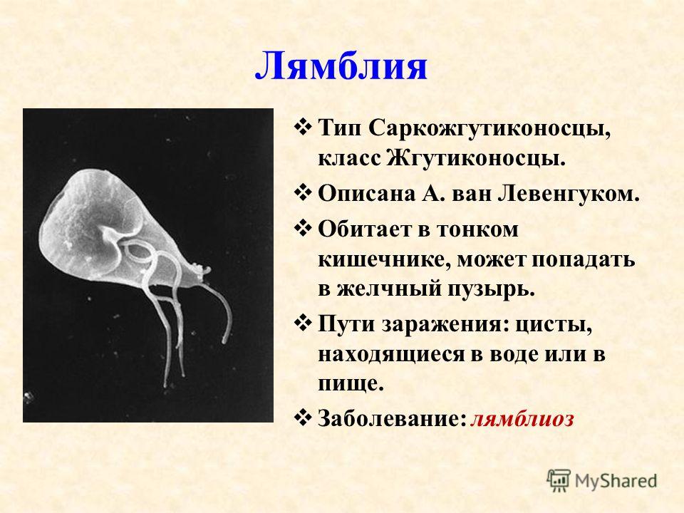 паразиты находящиеся в организме человека паразиты находящиеся в организме человека