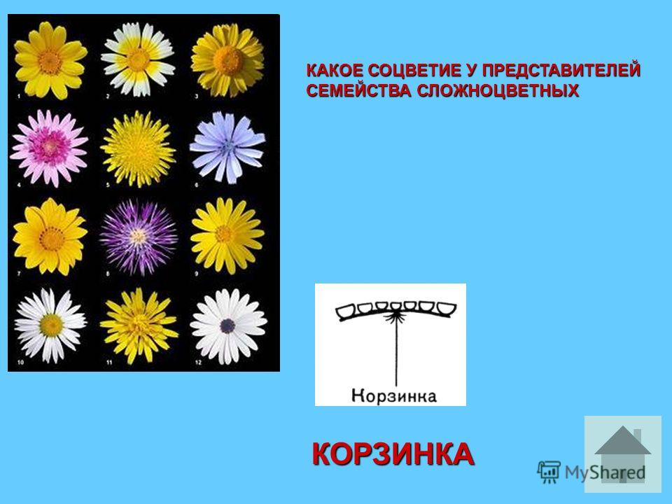 Какой плод у семейства лилейных Какой плод у семейства лилейных