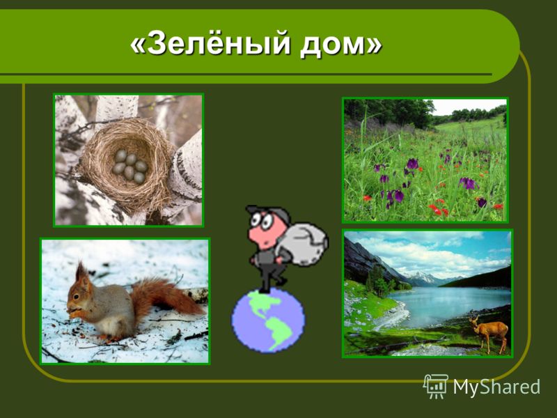 Экологическая викторина для 5 классов