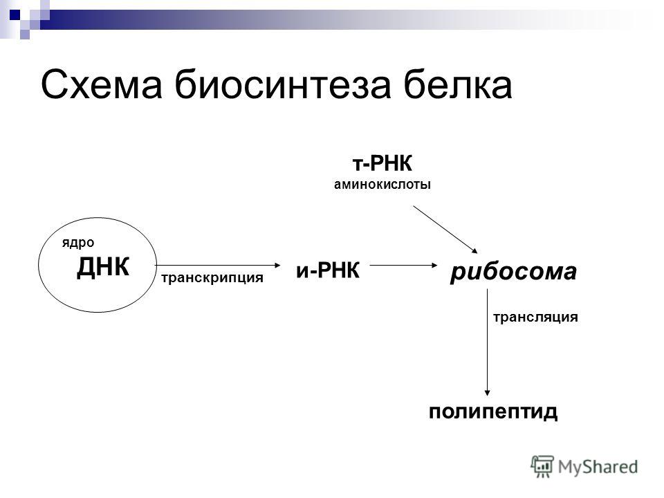 Потапов шевкин математика 5 класс рабочая тетрадь решебник без регистрации