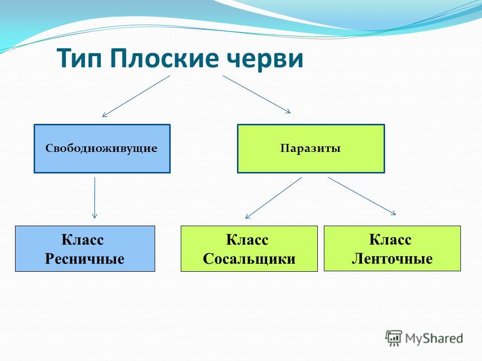 коньяк от паразитов коньяк от паразитов