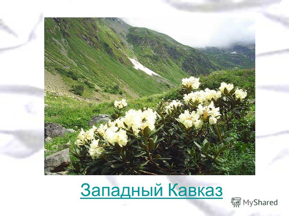 Алтайские Горы Презентация