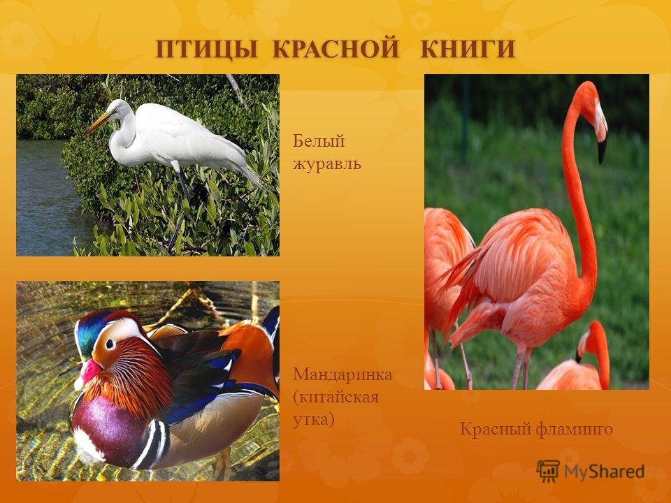 Как дрочить и увеличить член в домашних условиях