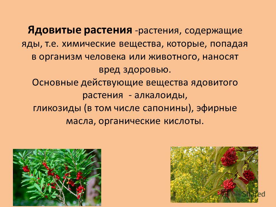 Ядовитые растения и их семена Ядовитые растения и их семена