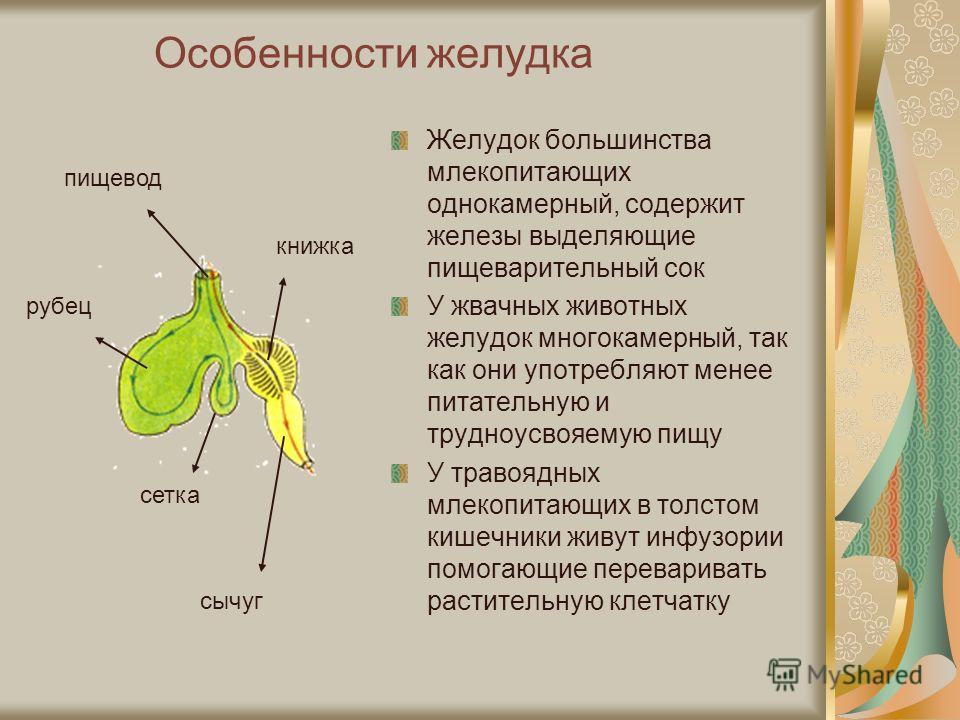 продукты помогающие сбросить вес продукты помогающие сбросить вес