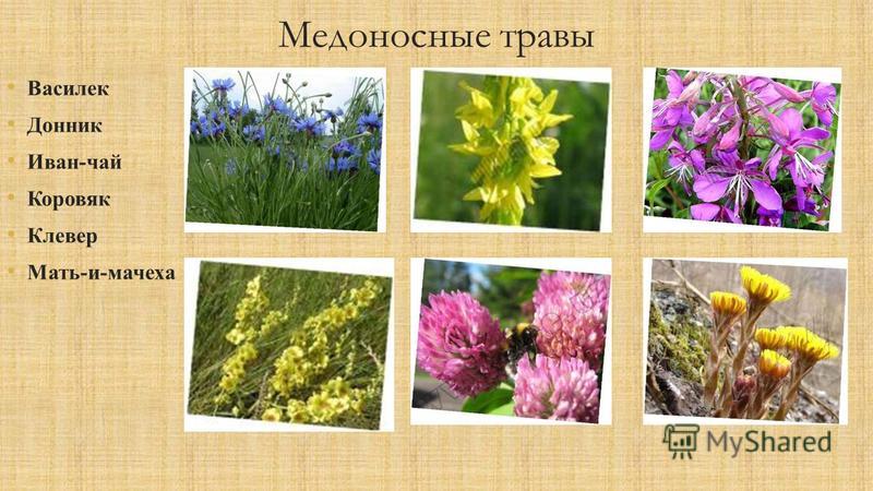 Травы Краснодарского Края Фото И Названия Травы Краснодарского Края Фото И Названия