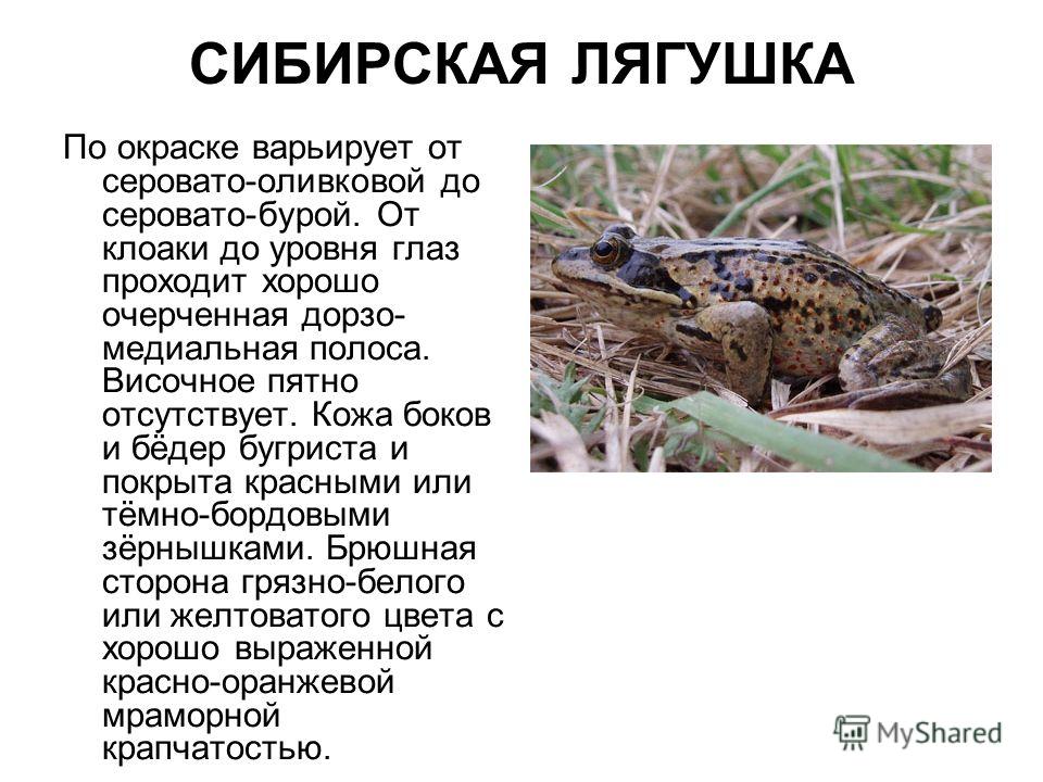 Книга красная кожа Книга красная кожа