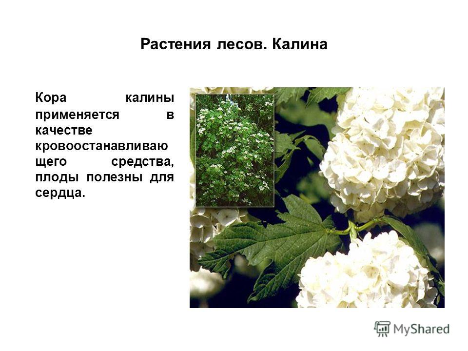 Горячие бутерброды с курицей запеченные в духовке изображения Горячие бутерброды с курицей запеченные в духовке изоражения