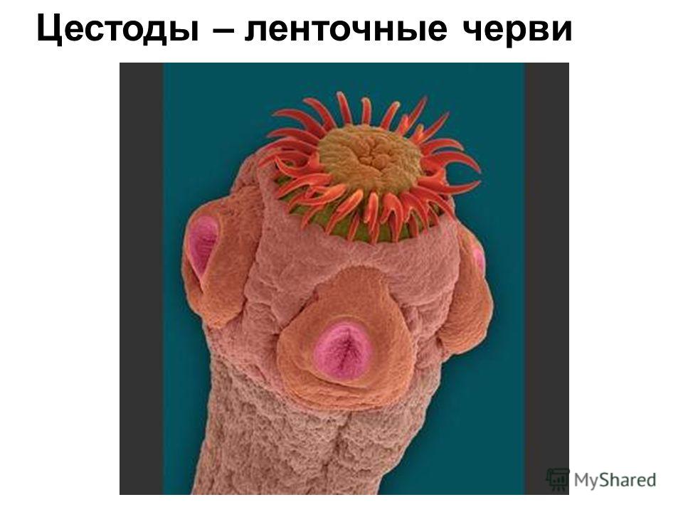 плоские паразиты в организме человека плоские паразиты в организме человека