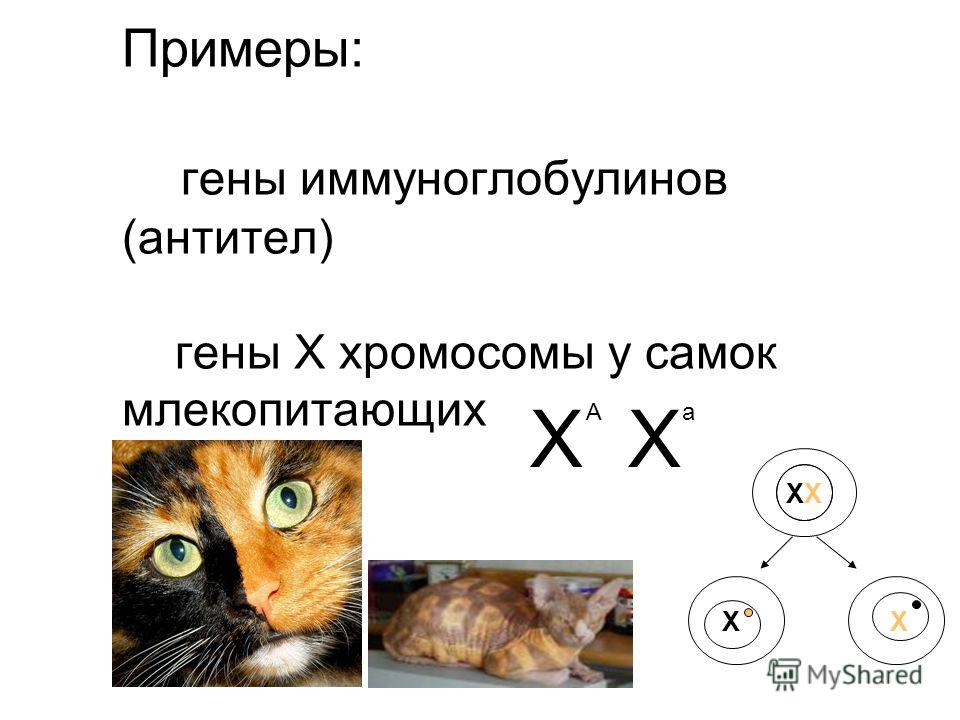 У человека ген близорукости доминантен по отношению У человека ген близорукости доминантен по отношению