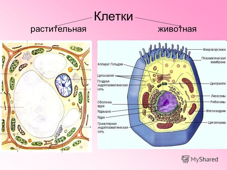 Презентация Структура И Функции Клетки
