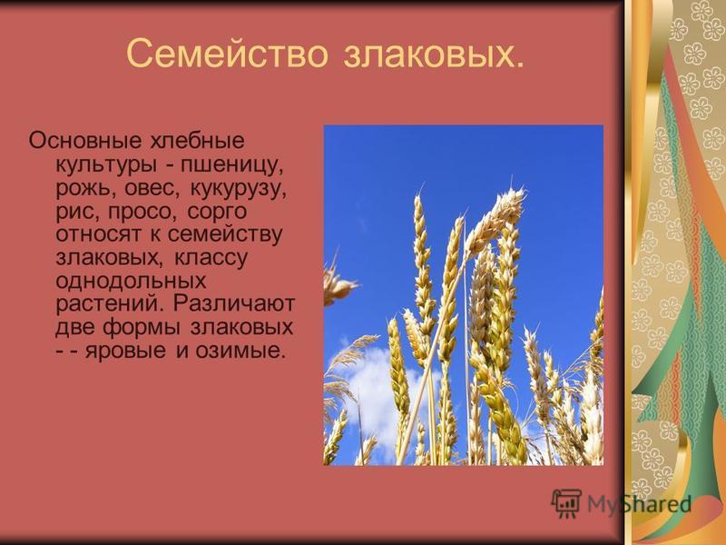 Реферат: Зерновые злаковые корма