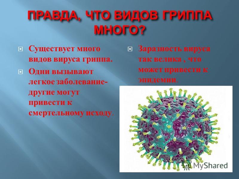 ПРАВДА, ЧТО ВИДОВ ГРИППА МНОГО? Существует много видов вируса гриппа. Одни вызывают легкое заболевание- другие могут привести к смертельному исходу. Заразность вируса так велика, что может привести к эпидемии.