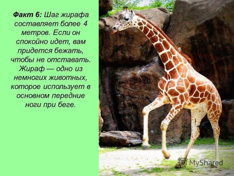 Проект о жирафе 5 класс