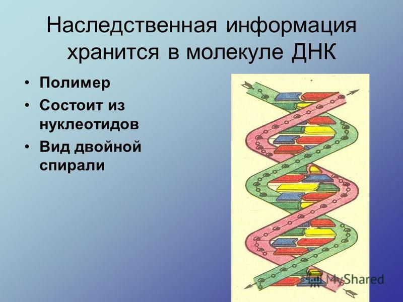 Наследственная информация хранится в молекуле ДНК Полимер Состоит из нуклеотидов Вид двойной спирали