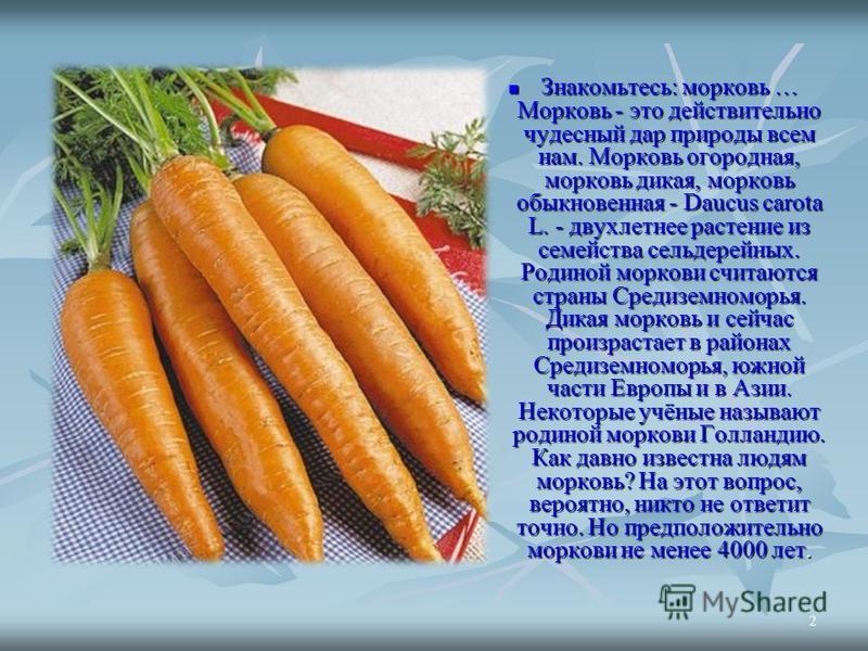 Интересные факты о моркови