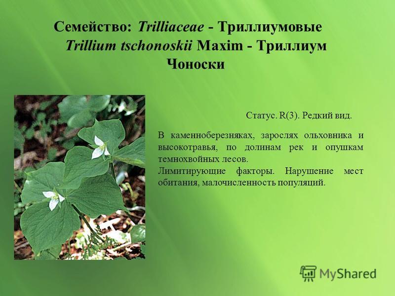 Краснокнижные растения Нагорной Дубравы