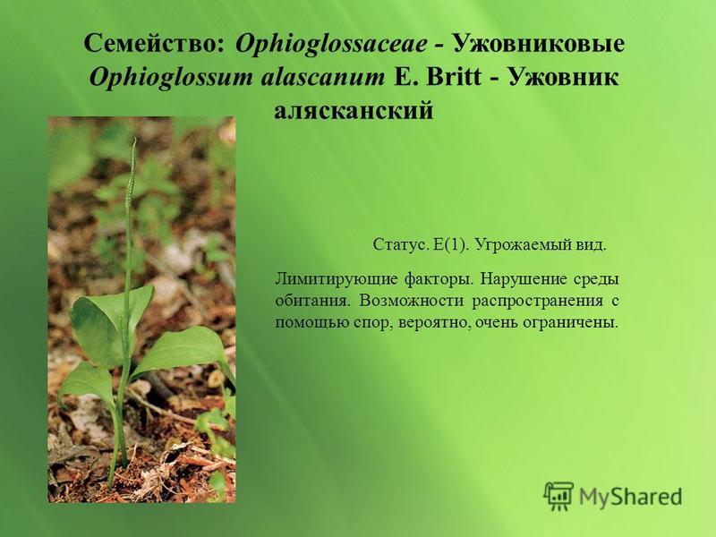 Краснокнижные растения Нагорной Дубравы