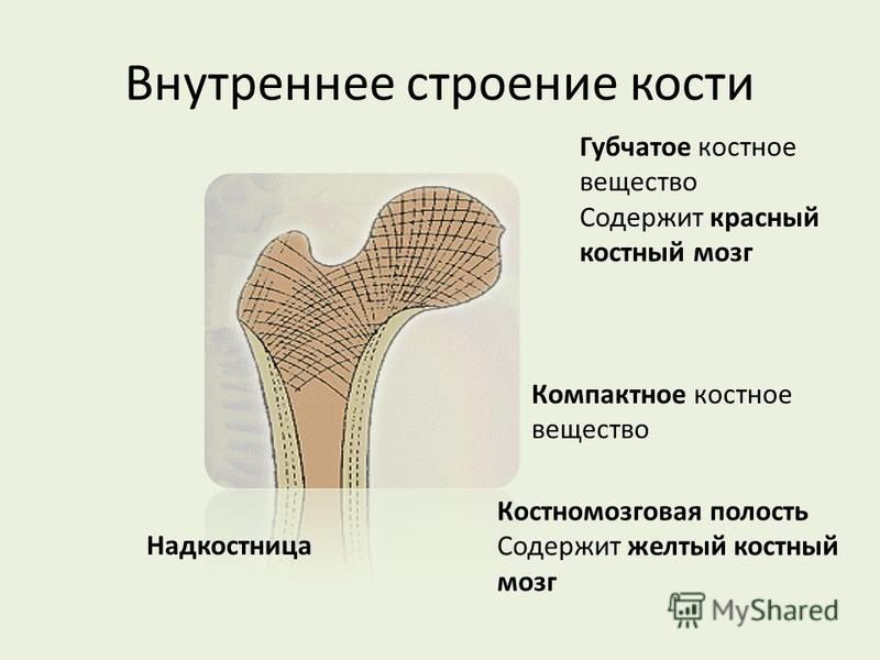 Губчатые кости строение и примеры Презентация на тему: "Остеология План повторения Функции ОДС Строение скелета Со