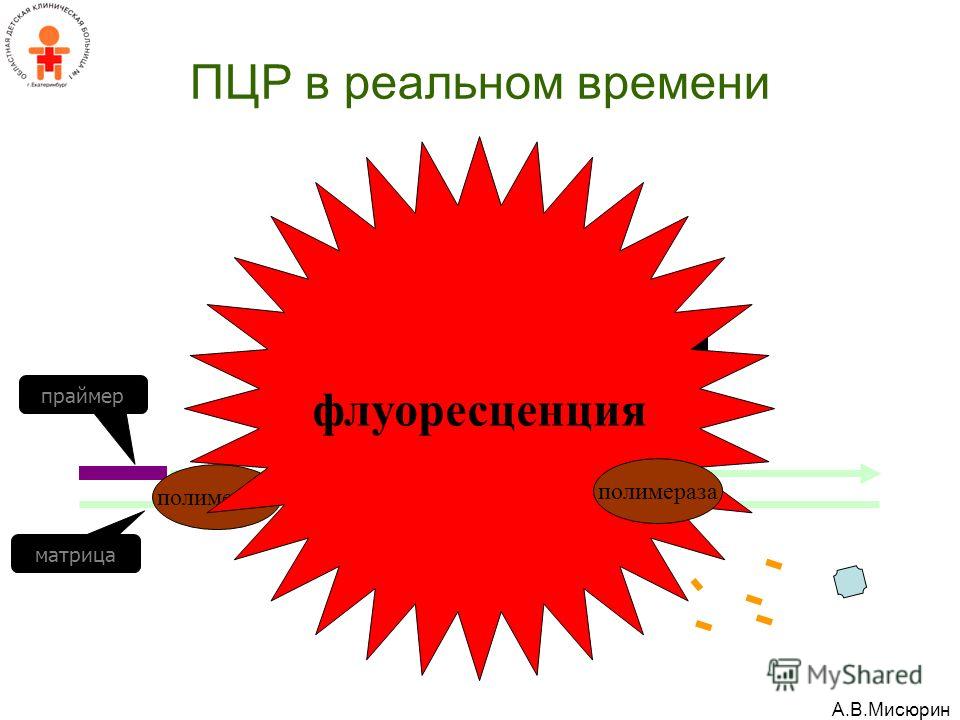 определение наличия паразитов в организме человека определение наличия паразитов в организме человека