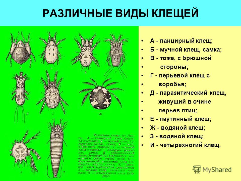 Папиллома на интимном месте у мужчин к какому врачу