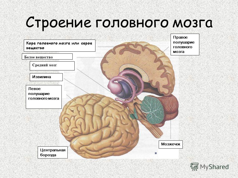 называются таблетки от паразитов называются таблетки от паразитов