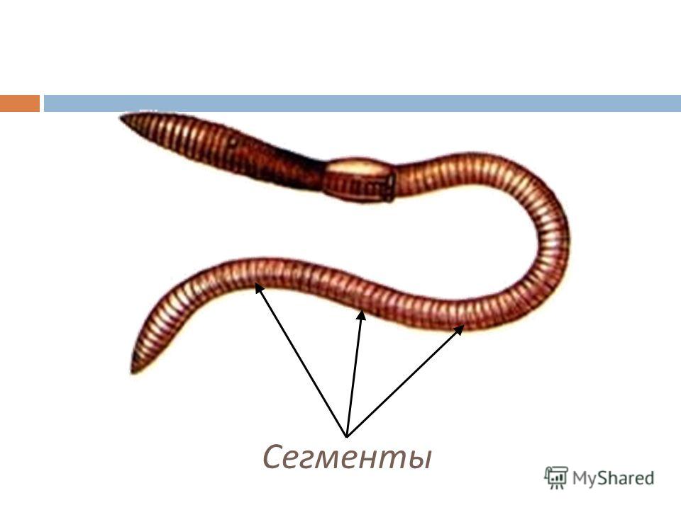 Тип Кольчатые Черви Презентация Бесплатно