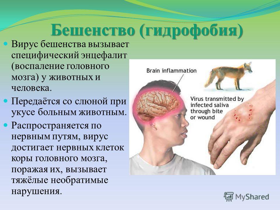 Реферат Бешенство У Людей