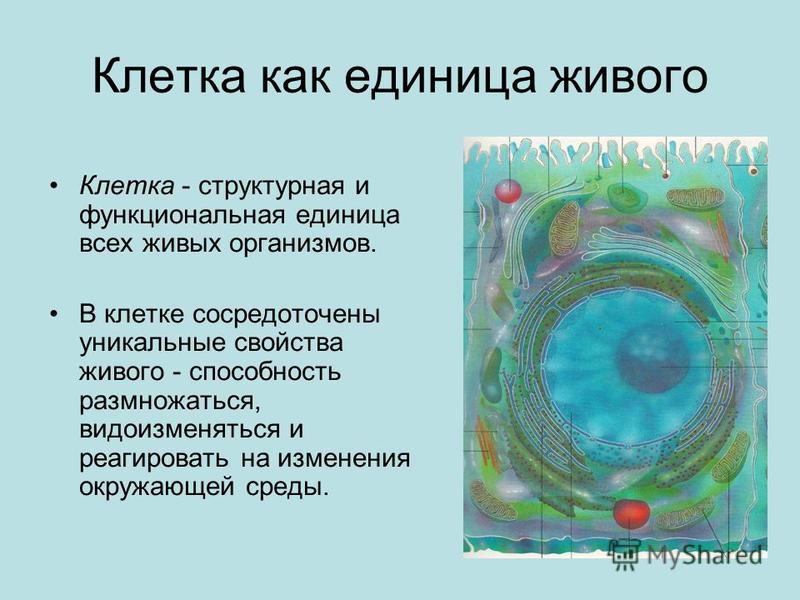 Картинки ЭЛЕМЕНТАРНАЯ СТРУКТУРНАЯ ЕДИНИЦА ОРГАНИЗМА