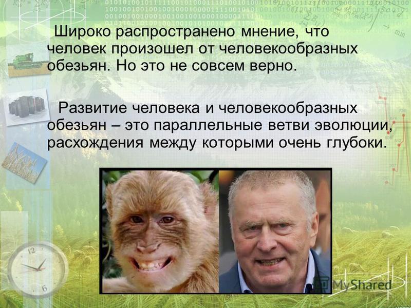 Широко распространено мнение, что человек произошел от человекообразных обезьян. Но это не совсем верно. Развитие человека и человекообразных обезьян – это параллельные ветви эволюции, расхождения между которыми очень глубоки.