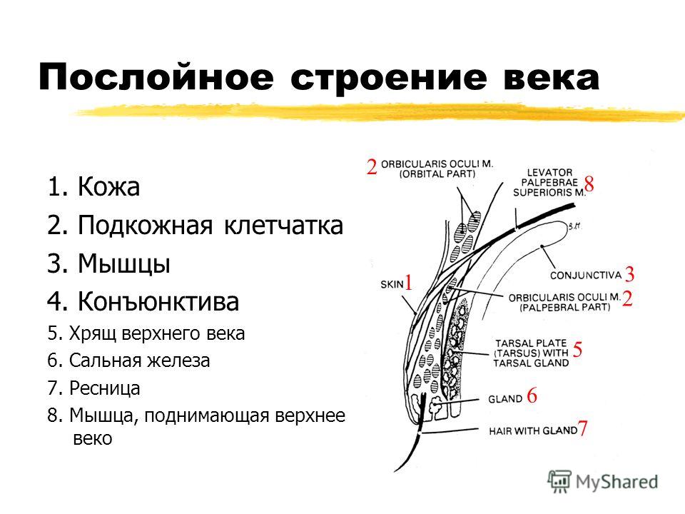 Подвижная кожа головы Подвижная кожа головы