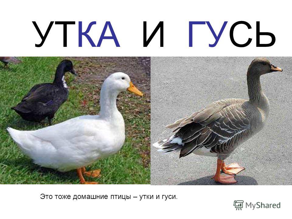 Что можно приготовить из калбасы