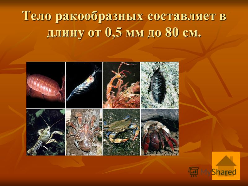 Сколько составляет размер Сколько составляет размер