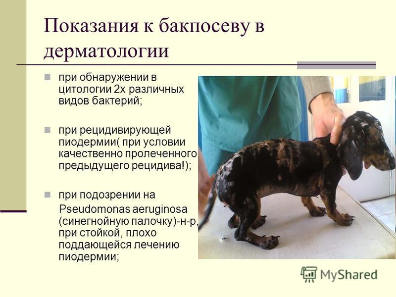 Пиодермия у собаки как выглядит Презентация на тему: "Бактериологический посев. Ирина Аскарова Ветеринарный госп
