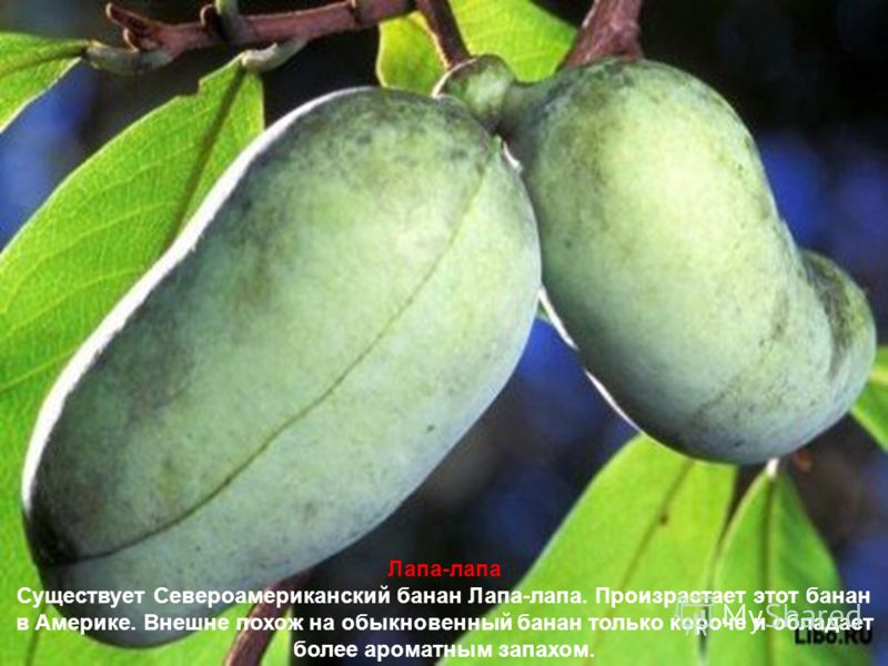 на что похож запах ацетона изо рта на что похож запах ацетона изо рта