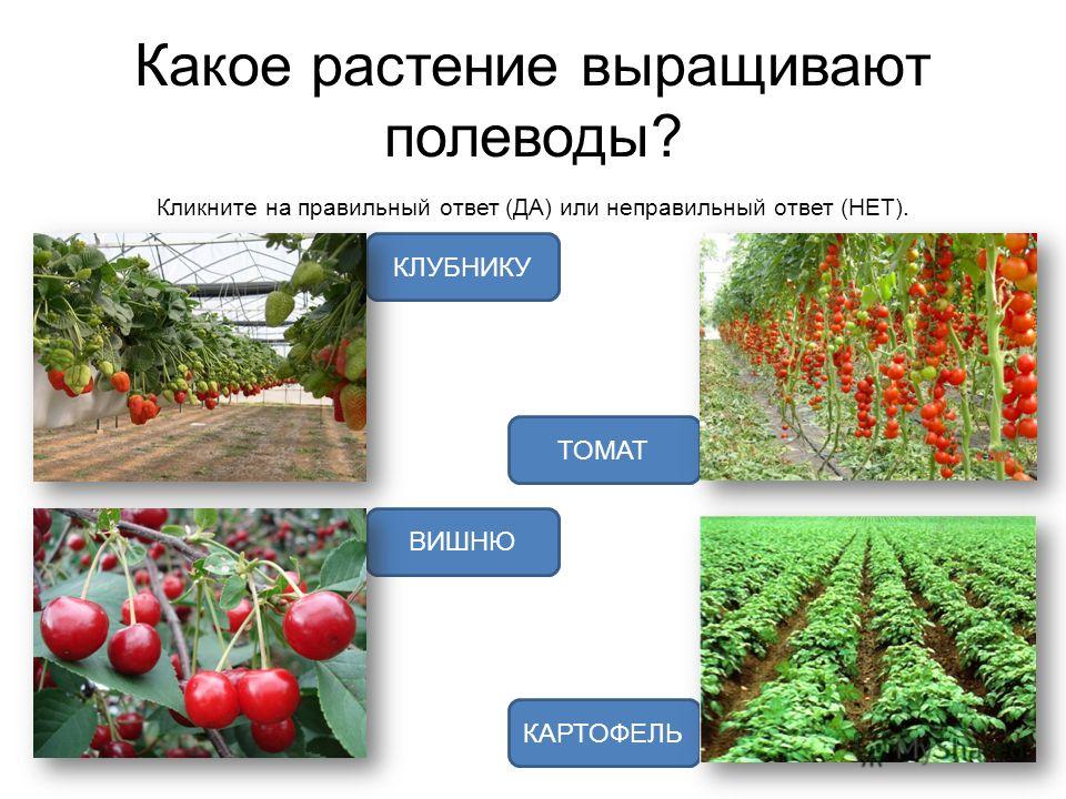 Поурочные конспекты по английскому языку