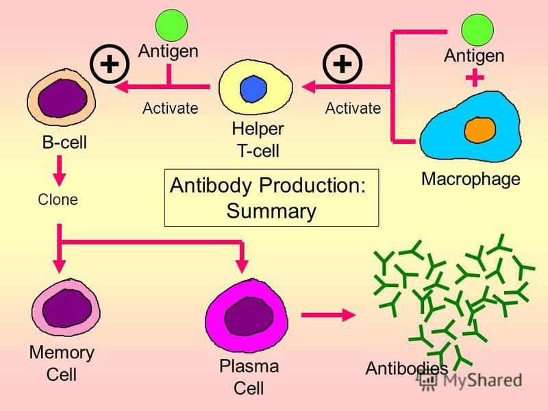 Do Memory Cells Secrete Antibodies Презентация на тему: "Antibody Production The blood contains two types