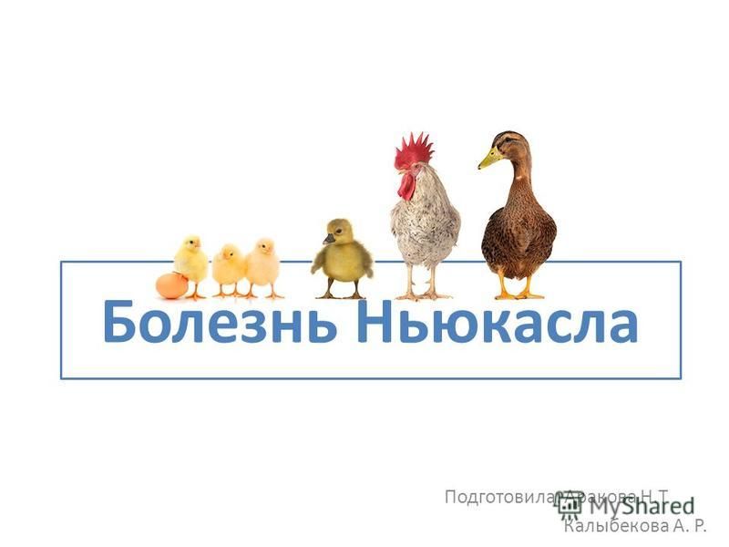 Температура при рга болезни ньюкасла Температура при рга болезни ньюкасла