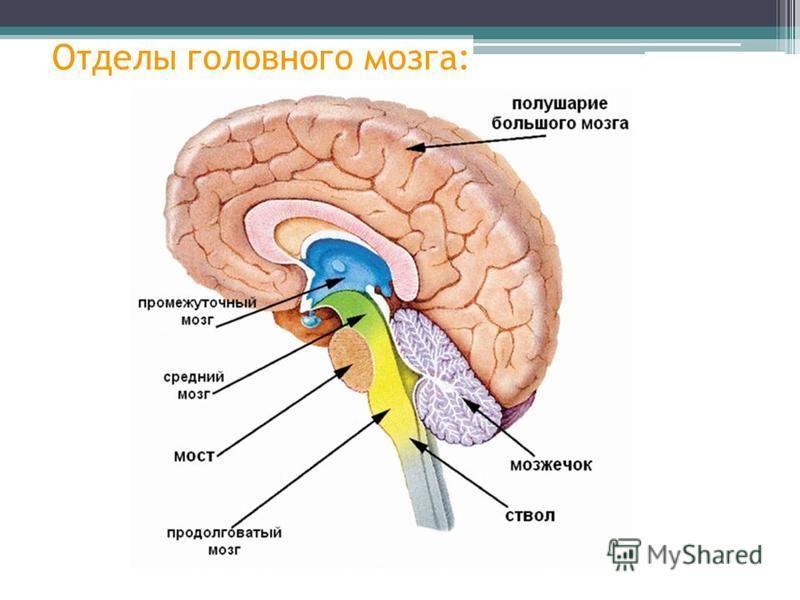 Отделы головного мозга: