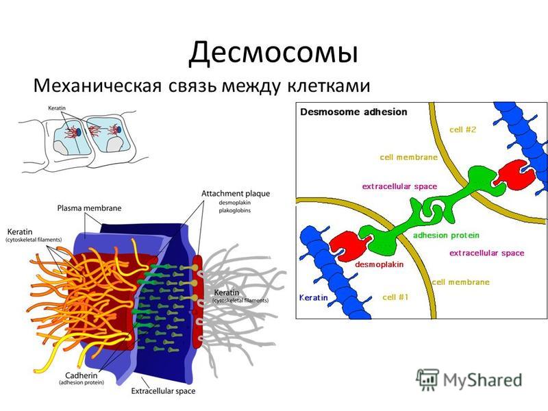 Десмосомы в шиповатом слое эпидермиса - фото презентация