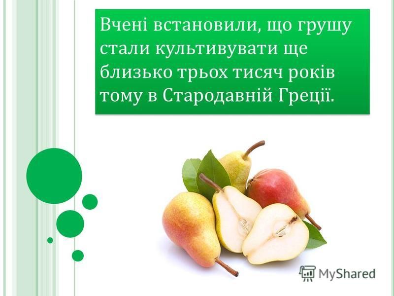 Вчені встановили, що грушу стали культивувати ще близько трьох тисяч років тому в Стародавній Греції.