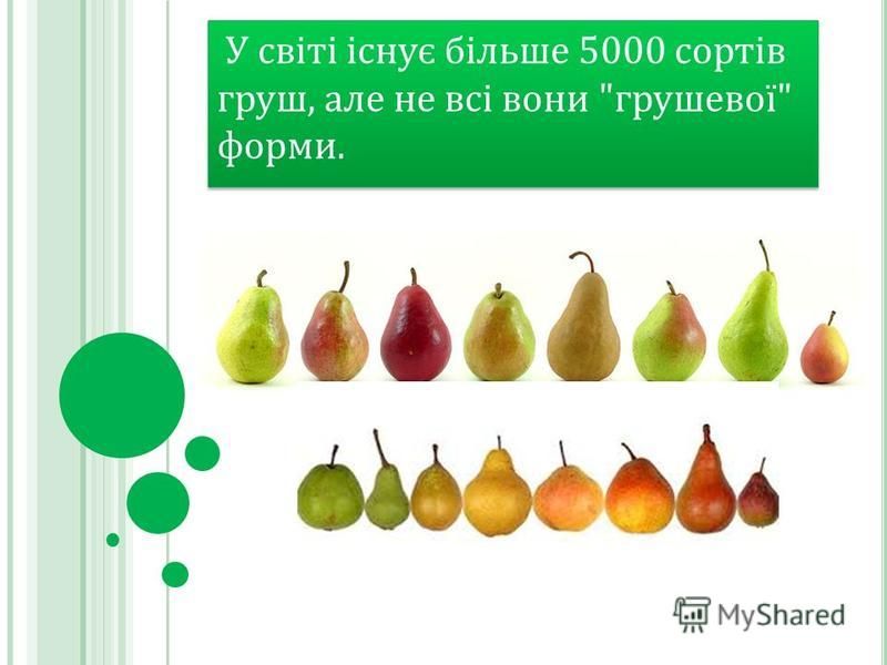 У світі існує більше 5000 сортів груш, але не всі вони грушевої форми.