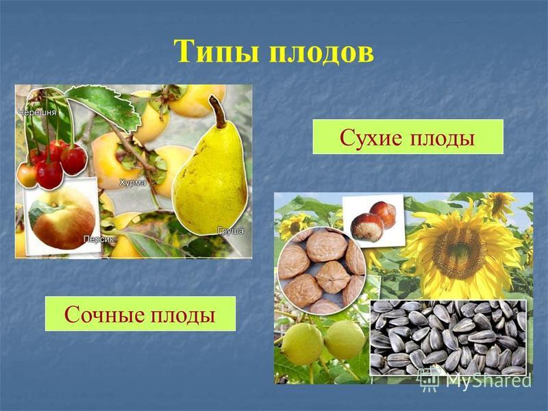 Плоды Презентация