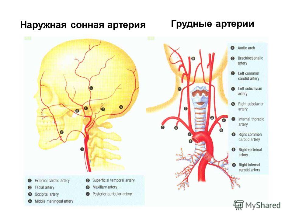 Внутренняя сонная артерия схема фото 897