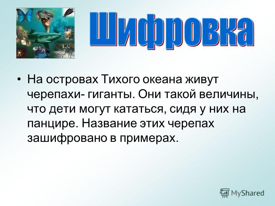 Презентация о Черепах скачать