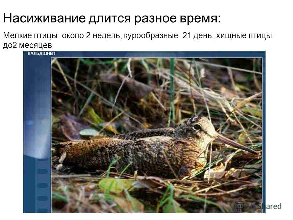 доклад толстой и тургенев