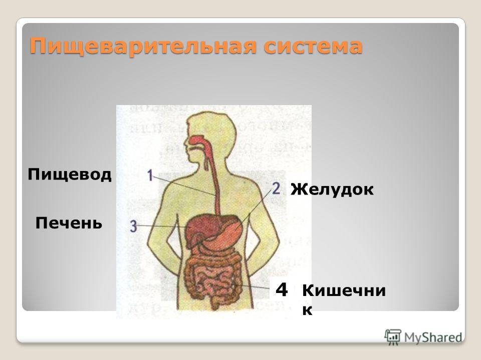 организм человека без паразитов организм человека без паразитов